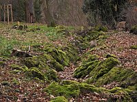 Bild: Winterlinge im Februar