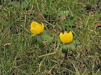 Bild: Winterlinge im Februar