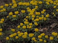 Bild: Winterlinge im Februar