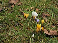 Bild: Winterlinge im Februar