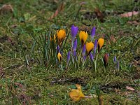 Bild: Winterlinge im Februar