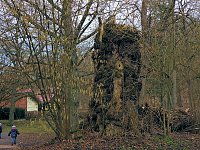 Bild: Winterlinge im Februar