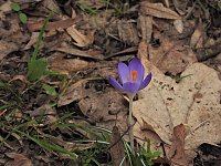 Bild: Winterlinge im Februar