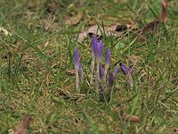 Bild: Winterlinge im Februar