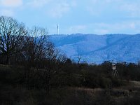 Bild: Wasserb&uuml;ffel
