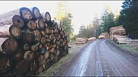 Bild: ...und still ruht der Wald...