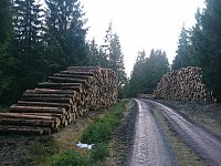 Bild: ...und still ruht der Wald...