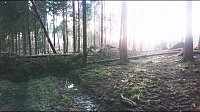 Bild: ...und still ruht der Wald...
