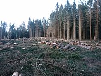 Bild: ...und still ruht der Wald...