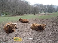 Der letzte Schnee und Vorboten des Frühlings Bild: Der letzte Schnee und Vorboten des Frühlings