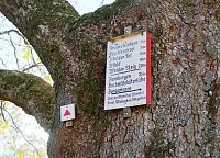 Im Ahornpark Ilfeld soll eine neue Sitzgruppe entstehen Bild: Im Ahornpark Ilfeld soll eine neue Sitzgruppe entstehen