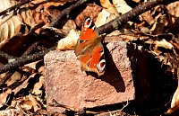Bild: Unterwegs im Brandesbachtal