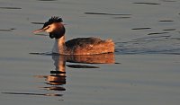 Bild: Peter Blei am Stausee Kelbra