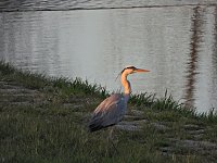 Bild: Peter Blei am Stausee Kelbra