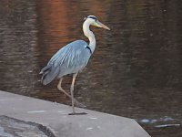 Bild: Peter Blei am Stausee Kelbra