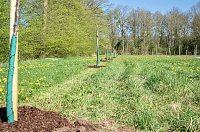 Bild: Obstb&auml;ume in Werna gepflanzt