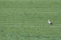 Bild: Unterwegs bei Auleben