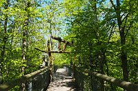 Auf dem Baumkronenpfad Bild: Auf dem Baumkronenpfad