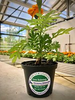 Bild: Blumen&uuml;bergabe der Hochschule Nordhausen an den Nordh&auml;user Gymnasien
