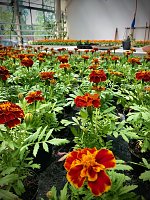 Bild: Blumen&uuml;bergabe der Hochschule Nordhausen an den Nordh&auml;user Gymnasien