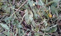 Bild: Teils abgefressene Pflanzen des Brand-Knabenkrautes, vom w&auml;hrend der Bl&uuml;tezeit der Orchidee beweideten Wuchsort