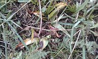 Bild: Teils abgefressene Pflanzen des Brand-Knabenkrautes, vom w&auml;hrend der Bl&uuml;tezeit der Orchidee beweideten Wuchsort
