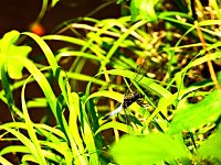 Tanzteich bei Niedersachswerfen Bild: Tanzteich bei Niedersachswerfen