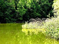 Tanzteich bei Niedersachswerfen Bild: Tanzteich bei Niedersachswerfen