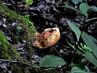 Tanzteich bei Niedersachswerfen Bild: Tanzteich bei Niedersachswerfen