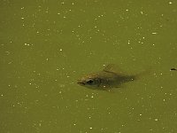 Tanzteich bei Niedersachswerfen Bild: Tanzteich bei Niedersachswerfen