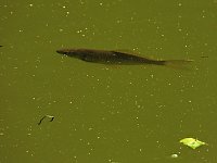 Tanzteich bei Niedersachswerfen Bild: Tanzteich bei Niedersachswerfen