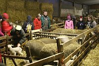 Bild: Schafe besucht