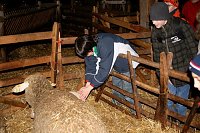 Bild: Schafe besucht