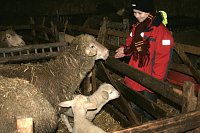 Bild: Schafe besucht