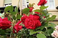 Bild: Erster Nordh&auml;user Rosenmarkt