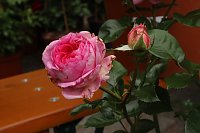 Bild: Erster Nordh&auml;user Rosenmarkt