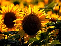 Sonnenblumen ohne Ende Bild: Sonnenblumen ohne Ende