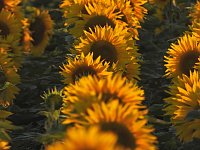 Sonnenblumen ohne Ende Bild: Sonnenblumen ohne Ende
