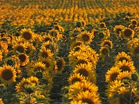 Sonnenblumen ohne Ende Bild: Sonnenblumen ohne Ende
