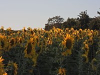 Sonnenblumen ohne Ende Bild: Sonnenblumen ohne Ende