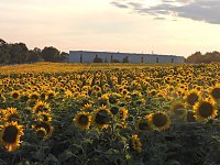 Sonnenblumen ohne Ende Bild: Sonnenblumen ohne Ende