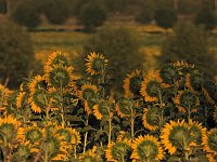 Sonnenblumen ohne Ende Bild: Sonnenblumen ohne Ende
