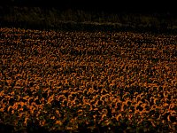 Sonnenblumen ohne Ende Bild: Sonnenblumen ohne Ende