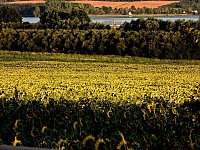 Sonnenblumen ohne Ende Bild: Sonnenblumen ohne Ende