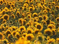 Sonnenblumen ohne Ende Bild: Sonnenblumen ohne Ende