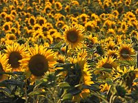 Sonnenblumen ohne Ende Bild: Sonnenblumen ohne Ende