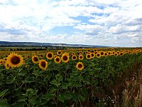 Peter Blei unterwegs im Sonnenblumenfeld Bild: Peter Blei unterwegs im Sonnenblumenfeld
