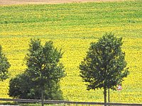 Peter Blei unterwegs im Sonnenblumenfeld Bild: Peter Blei unterwegs im Sonnenblumenfeld