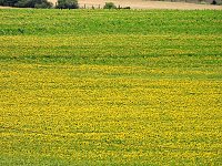 Peter Blei unterwegs im Sonnenblumenfeld Bild: Peter Blei unterwegs im Sonnenblumenfeld