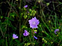 Naturwanderung bei Neustadt Bild: Naturwanderung bei Neustadt